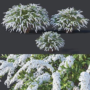 Spirea Japonica # 4. Złoty płomień spirea. Sześć r Model 3D