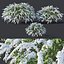 Spiraea # 5 Spiraea X Cinerea. Grefsheim. 3 tallas