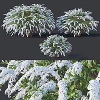 Spiraea # 5 Spiraea X Cinerea. Grefsheim. 3 sizes