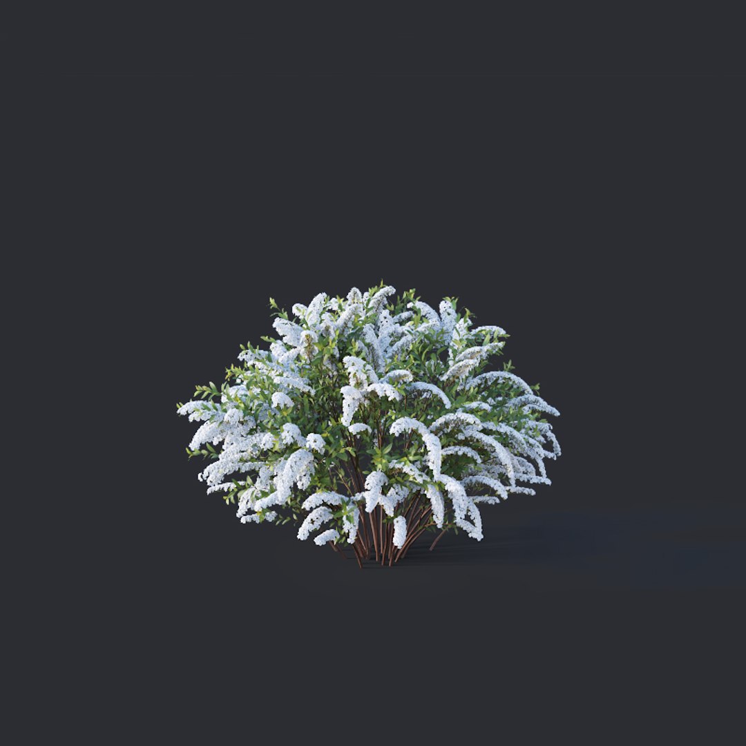 3D model 2 grefsheim spireas https://p.turbosquid.com/ts-thumb/Kf/m5fF5d/LbYRKdZE/spirea10/jpg/1547288199/1920x1080/fit_q87/34ff7d893518798af8f501b6d85b1971c5309369/spirea10.jpg