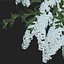 Spiraea # 5 Spiraea X Cinerea. Grefsheim. 3 tallas