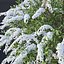 Spiraea # 5 Spiraea X Cinerea. Grefsheim. 3 tallas