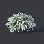 Spiraea # 5 Spiraea X Cinerea. Grefsheim. 3 tallas