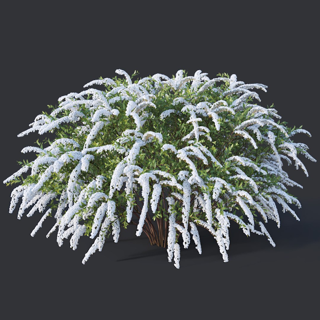 3D model 2 grefsheim spireas https://p.turbosquid.com/ts-thumb/Kf/m5fF5d/rlCevM05/spirea3b/jpg/1547215860/1920x1080/fit_q87/5daa02e3aaf0b7aed2a8fb68e81fd76d791b5df7/spirea3b.jpg