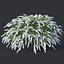 Spiraea # 5 Spiraea X Cinerea. Grefsheim. 3 tallas