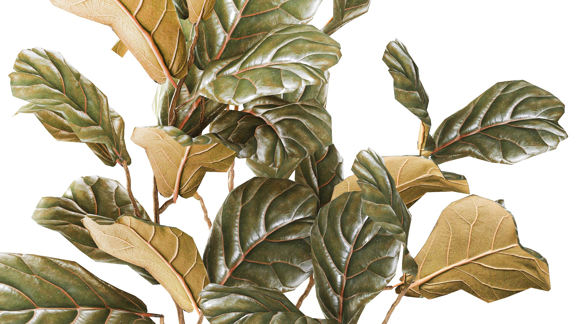 A tall Ficus lyrata  in a modern planter 3D model https://p.turbosquid.com/ts-thumb/Kg/0dEHu1/Bx/ficusplant271005/jpg/1793116455/1920x1080/fit_q87/b643cd453c2a96bea97e74dc88989cb0a35433ad/ficusplant271005.jpg