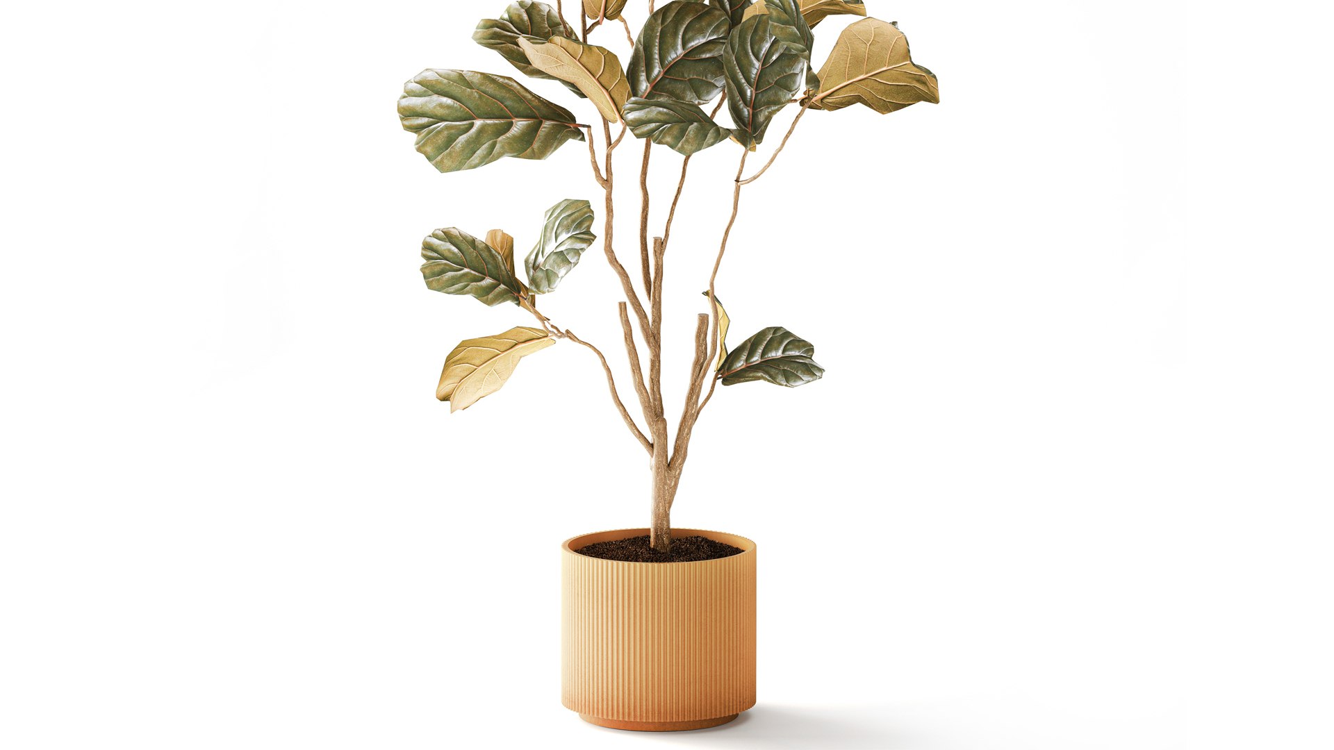 A tall Ficus lyrata  in a modern planter 3D model https://p.turbosquid.com/ts-thumb/Kg/0dEHu1/KD/ficusplant271003/jpg/1793116452/1920x1080/fit_q87/8dd9ae9283722f50324c37e23c5e8258898926c5/ficusplant271003.jpg