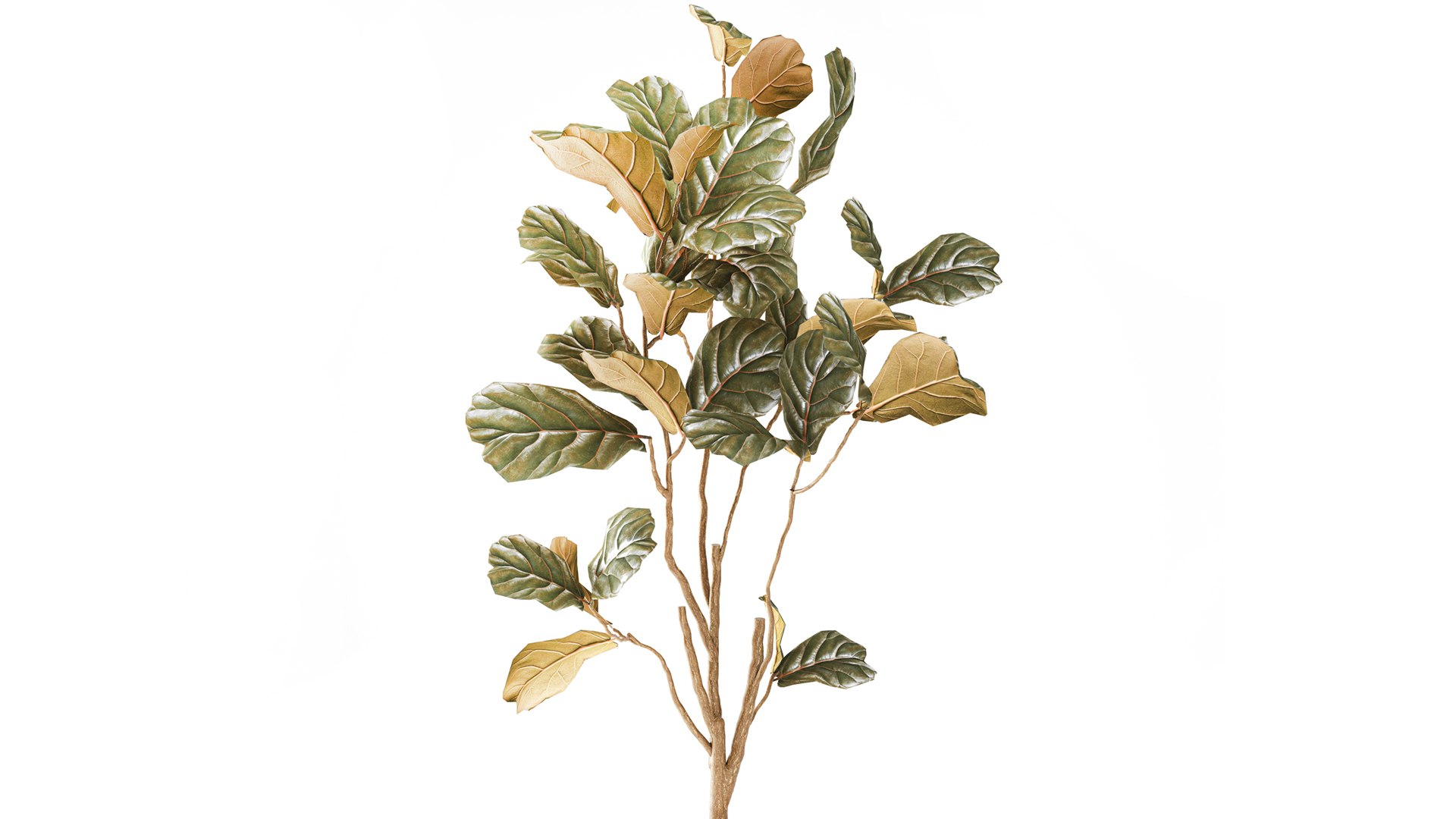 A tall Ficus lyrata  in a modern planter 3D model https://p.turbosquid.com/ts-thumb/Kg/0dEHu1/Uz/ficusplant271002/jpg/1793116452/1920x1080/fit_q87/23d55f17094f652513b8f5466ed105b63554da05/ficusplant271002.jpg
