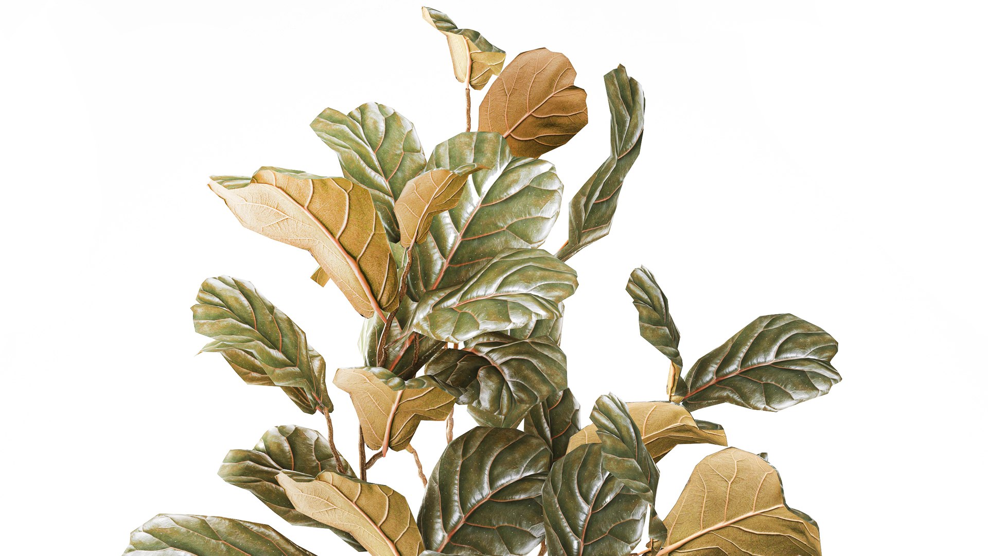 A tall Ficus lyrata  in a modern planter 3D model https://p.turbosquid.com/ts-thumb/Kg/0dEHu1/dB/ficusplant271006/jpg/1793116454/1920x1080/fit_q87/b743989ecd7d494380e95acb246d9599170af9c4/ficusplant271006.jpg