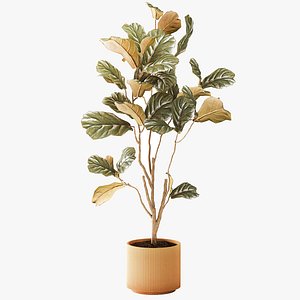 A tall Ficus lyrata in a modern planter