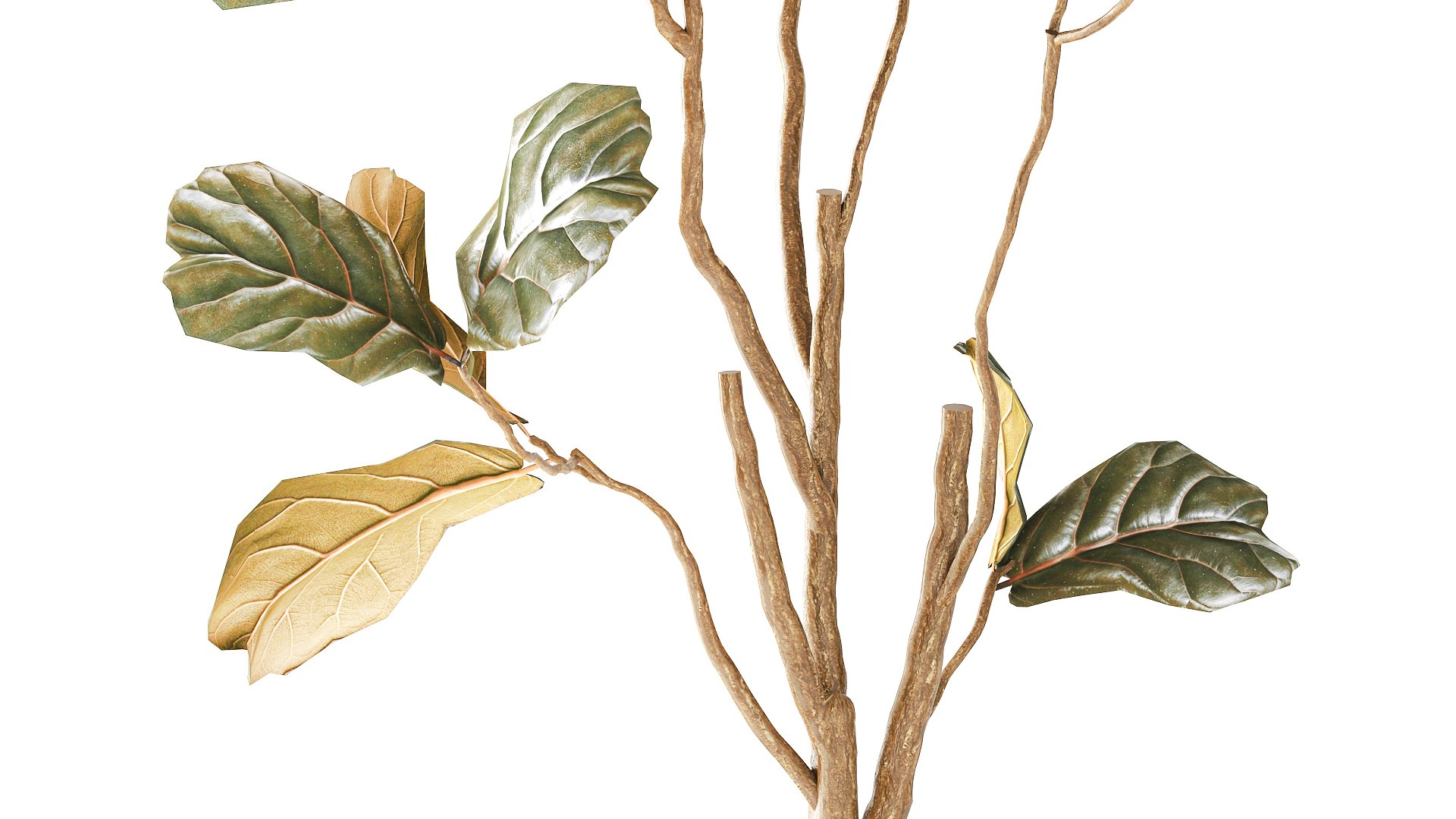 A tall Ficus lyrata  in a modern planter 3D model https://p.turbosquid.com/ts-thumb/Kg/0dEHu1/yq/ficusplant271004/jpg/1793116453/1920x1080/fit_q87/681aec1357c15505259d19ce8264af149d973dde/ficusplant271004.jpg