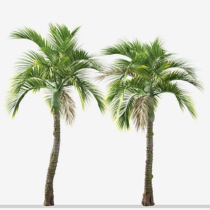 3D Set of Umbrella palm or Hedyscepe canterburyana Tree - 3 Trees