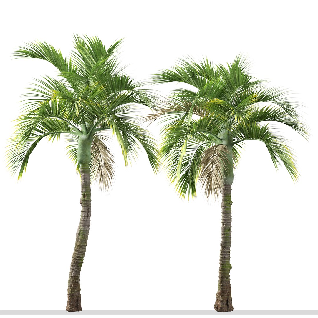 3D Set of Umbrella palm or Hedyscepe canterburyana Tree - 3 Trees ...