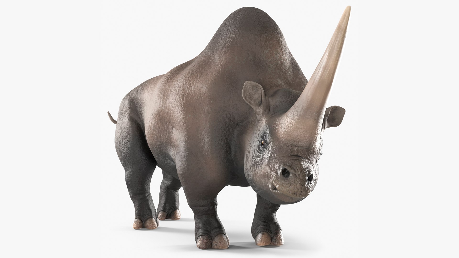 Extinct Giant Rhinoceros Walking Pose 3D model preview