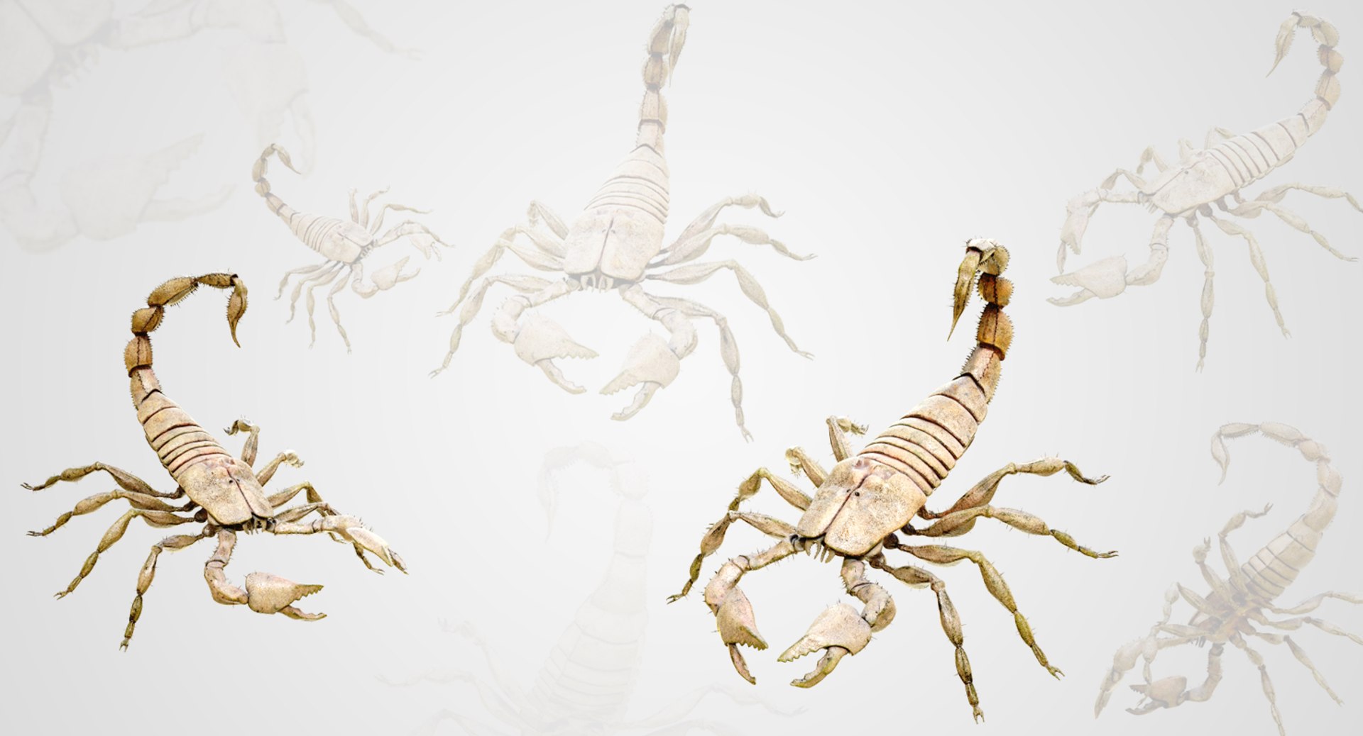 4k Scorpion Model - TurboSquid 1231229