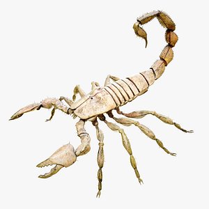 4k scorpion model