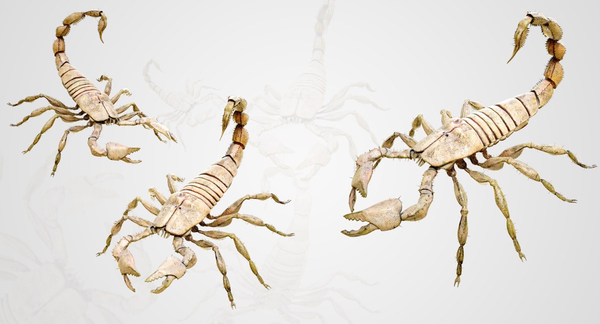 4k Scorpion Model - TurboSquid 1231229