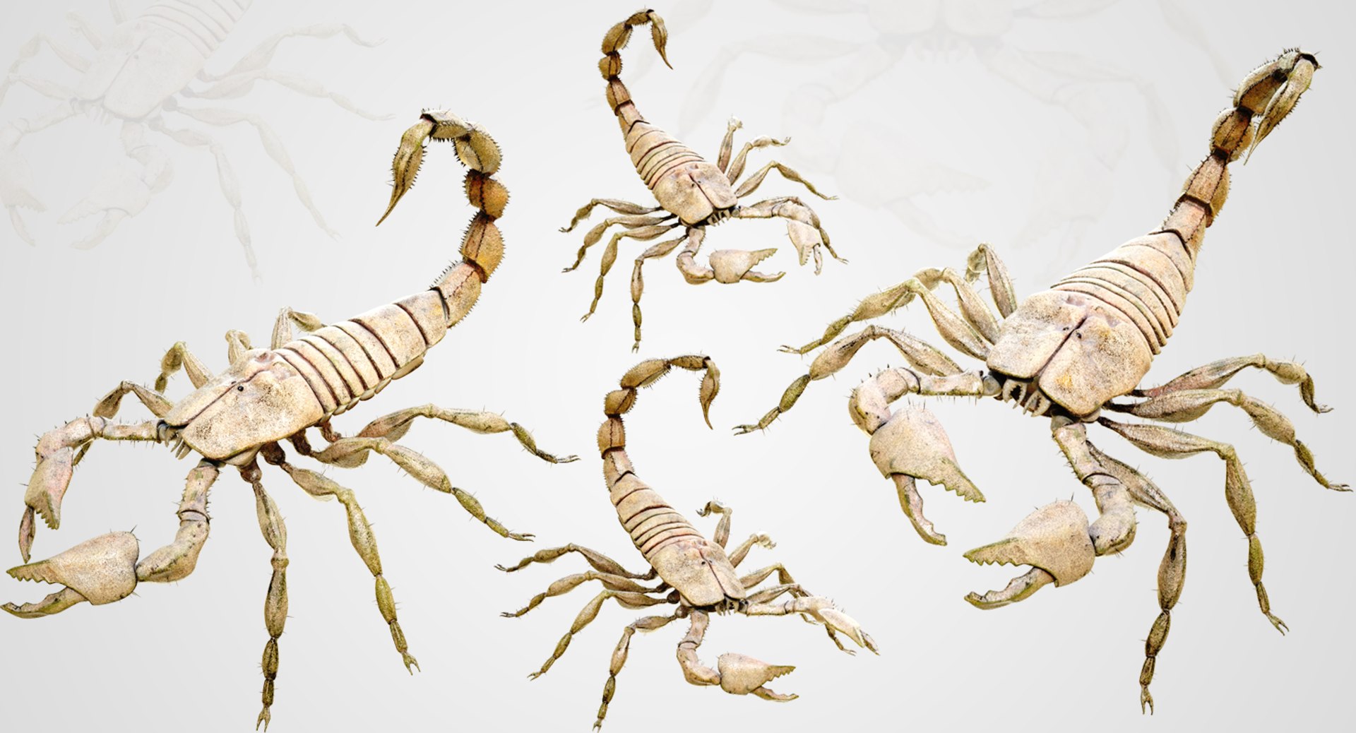 4k Scorpion Model - TurboSquid 1231229