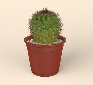 Ball Cactus in Pot model