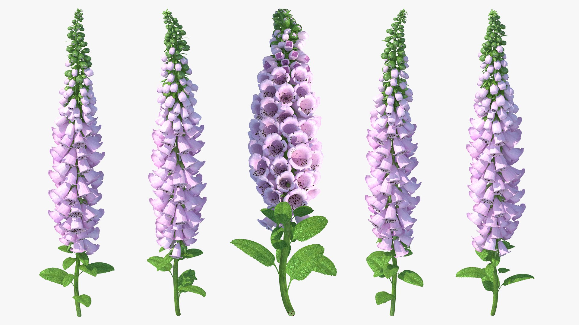 Digitalis Purpurea Plant 3D model preview