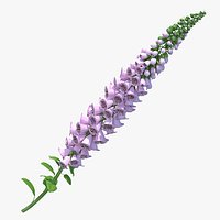Digitalis Purpurea Plant