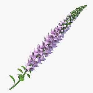 Digitalis Purpurea Plant