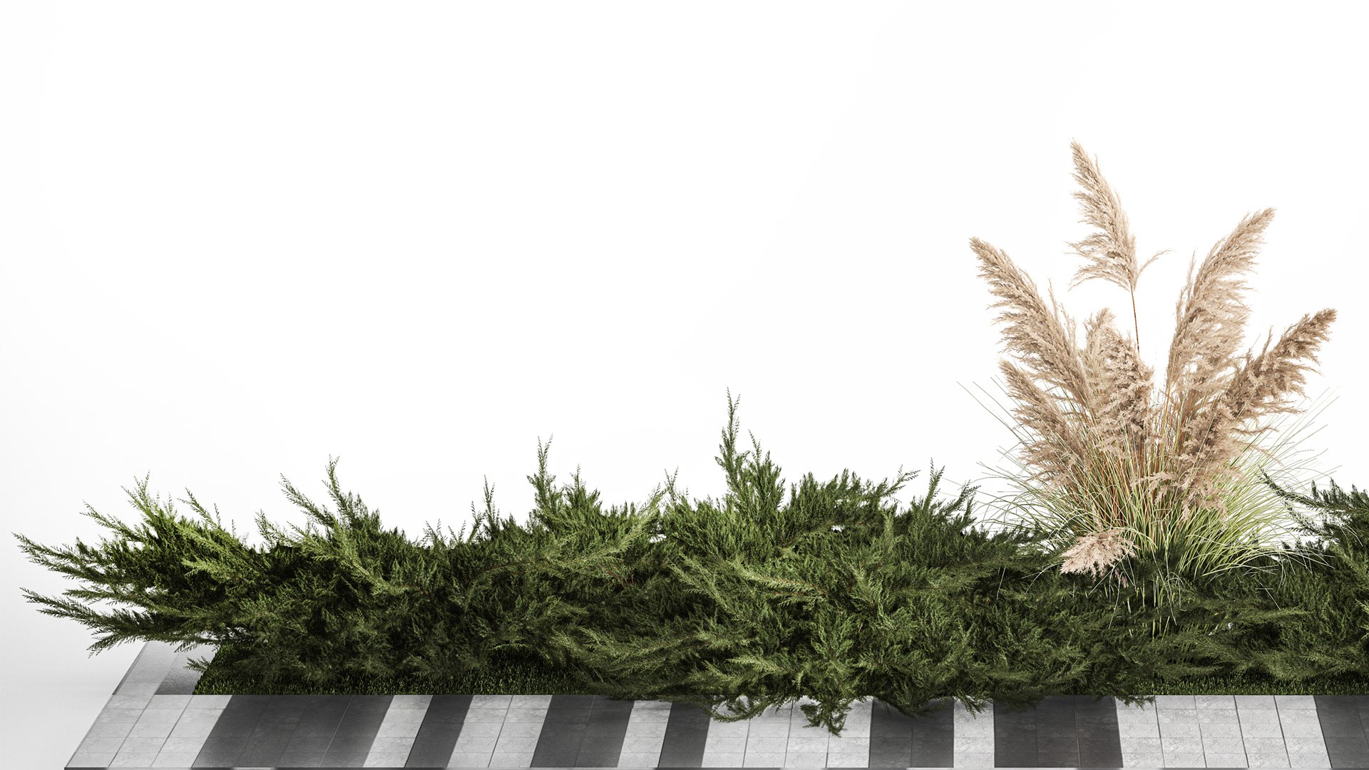 Juniper bushes and pampas grass for landscaping 1170 model https://p.turbosquid.com/ts-thumb/Kg/PCBOEd/0O/1plants0801202206/jpg/1673008919/1920x1080/fit_q87/0ecf55c6b6263044a989b4df19a1119b494e9477/1plants0801202206.jpg