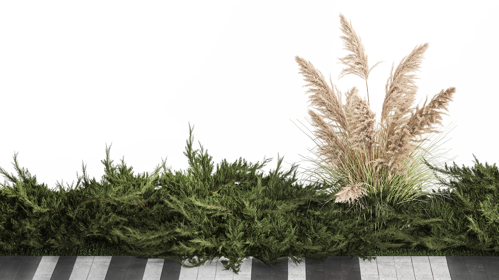 Juniper bushes and pampas grass for landscaping 1170 model https://p.turbosquid.com/ts-thumb/Kg/PCBOEd/D6/1plants0801202207/jpg/1673008919/1920x1080/fit_q87/02121240a3d53fa0539f3dd14e837b9469984821/1plants0801202207.jpg