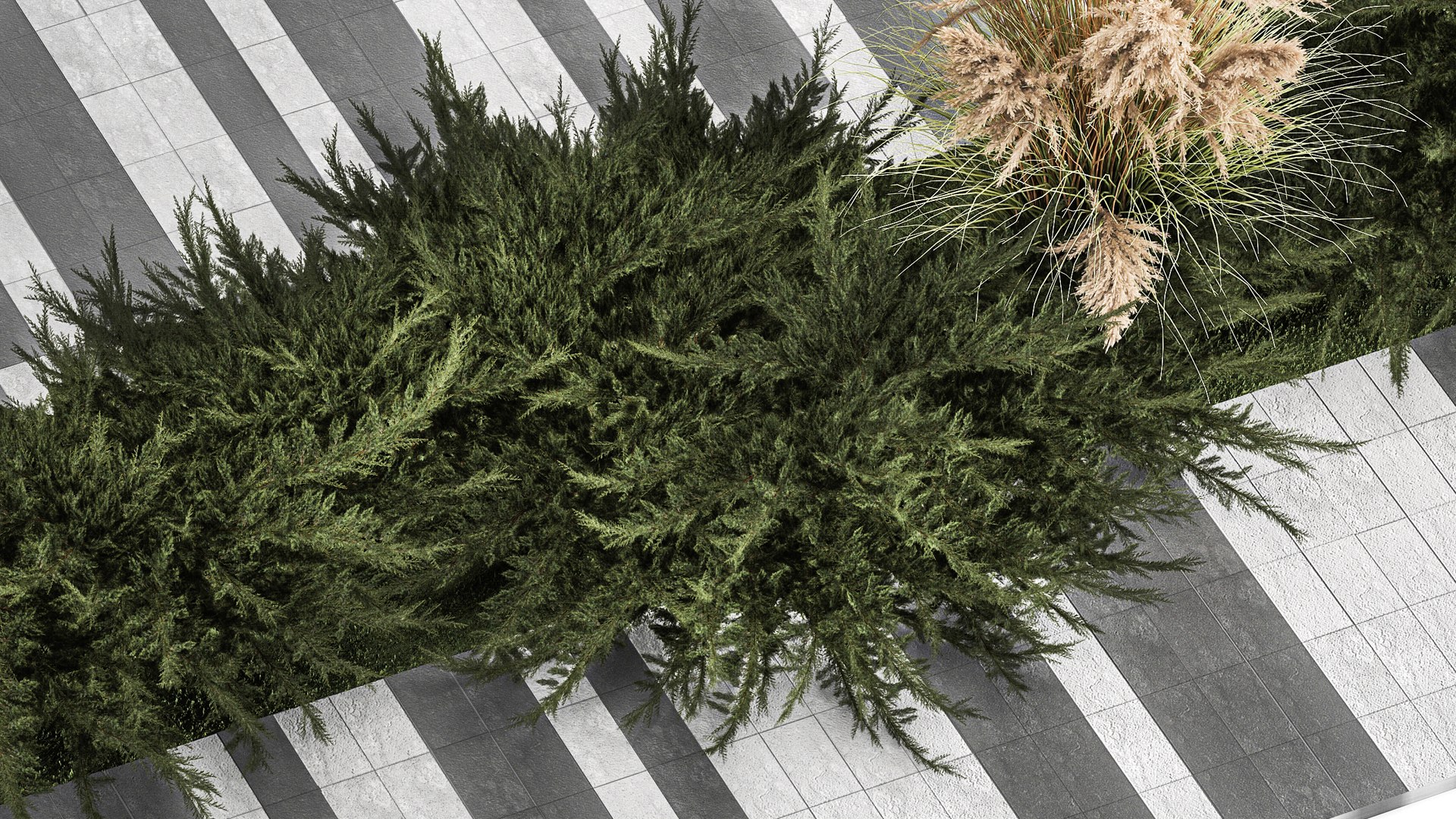 Juniper bushes and pampas grass for landscaping 1170 model https://p.turbosquid.com/ts-thumb/Kg/PCBOEd/L4/1plants0801202205/jpg/1673008919/1920x1080/fit_q87/592607f2cb1cccc855269842d6a5e75e70751974/1plants0801202205.jpg