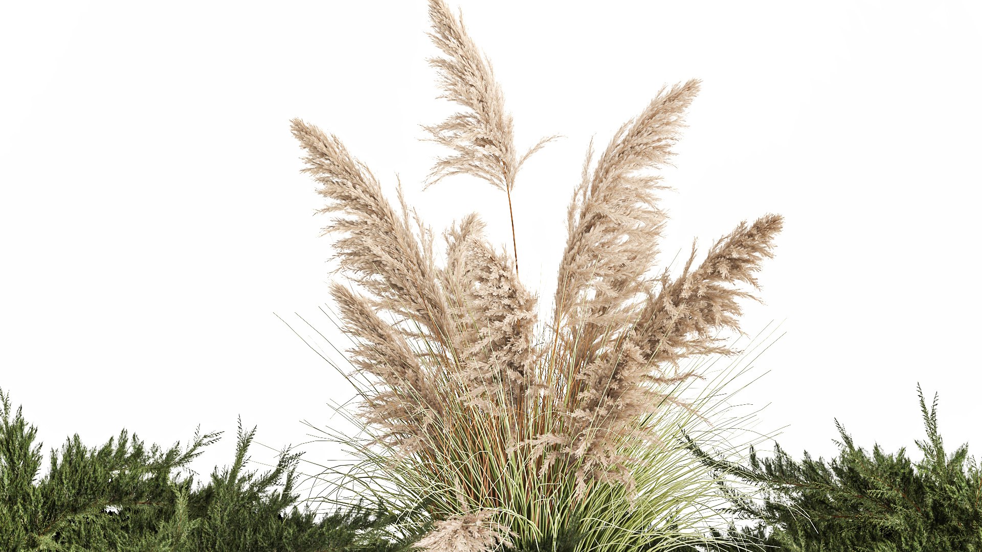 Juniper bushes and pampas grass for landscaping 1170 model https://p.turbosquid.com/ts-thumb/Kg/PCBOEd/Z3/1plants0801202208/jpg/1673008921/1920x1080/fit_q87/15c18e1a59eb5a46518ac71d4b8582f5180592fd/1plants0801202208.jpg