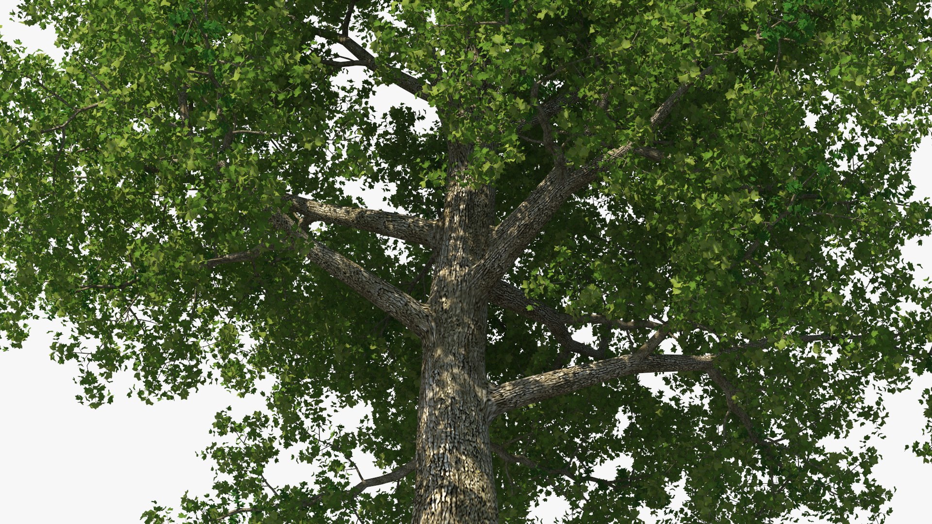 Realistic Poplar Tree 3D Model - TurboSquid 2237050