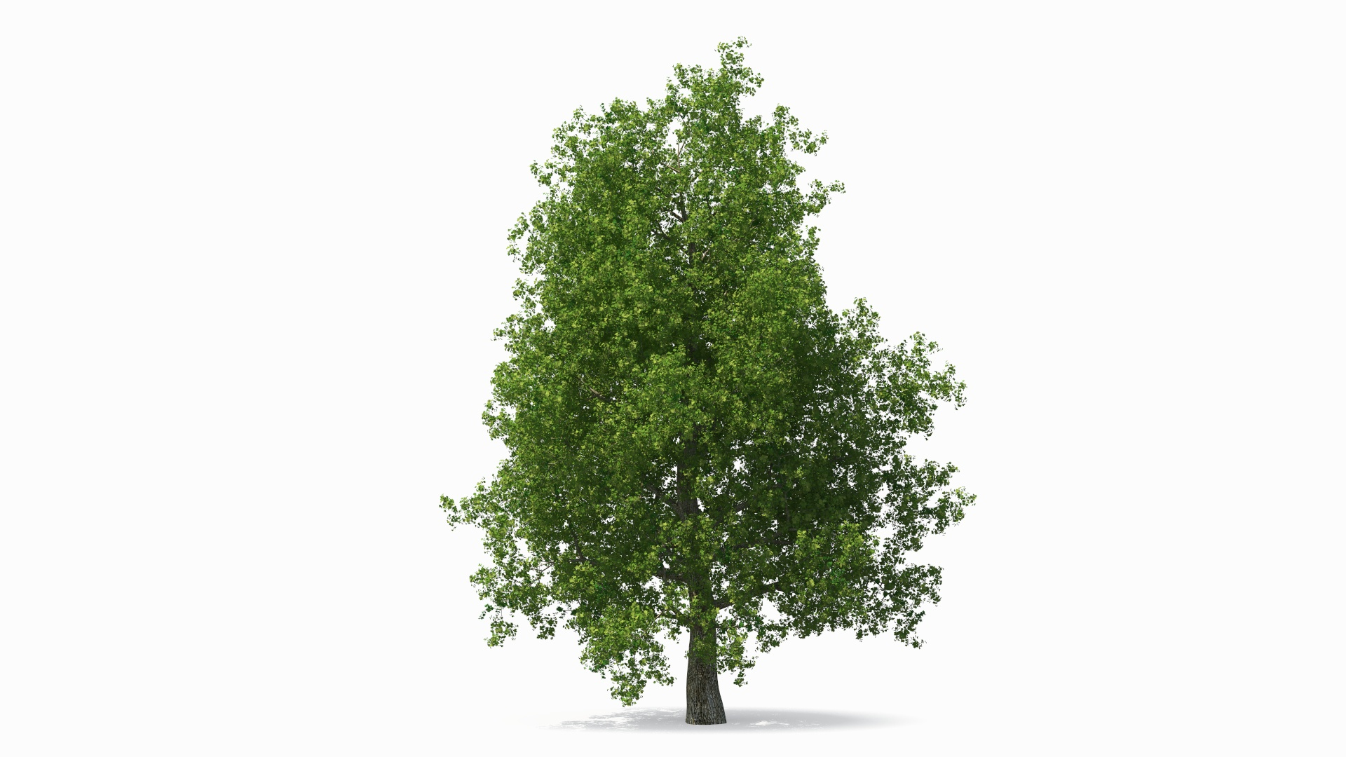 Realistic Poplar Tree 3D Model - TurboSquid 2237050