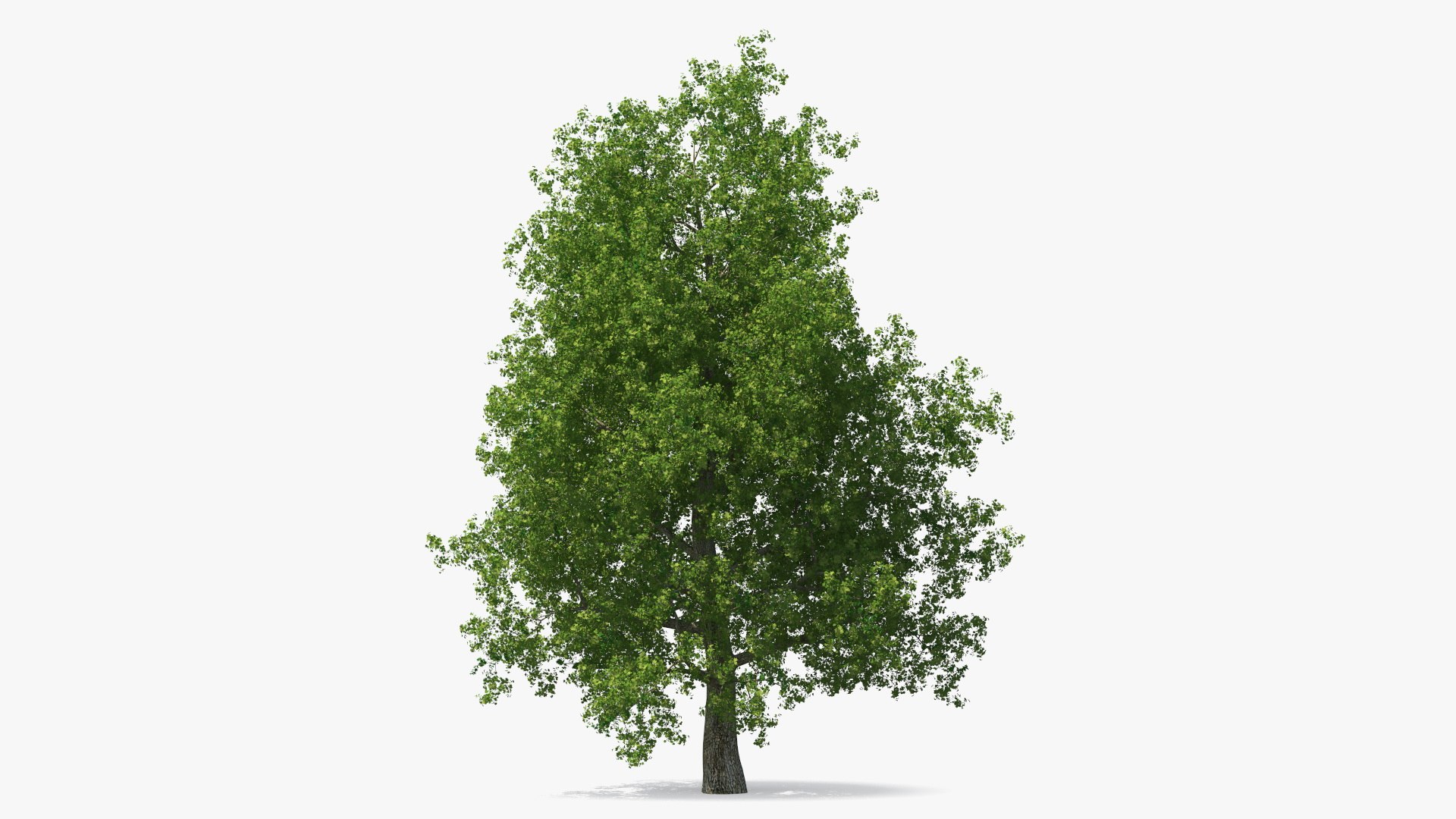 Realistic Poplar Tree 3D model preview