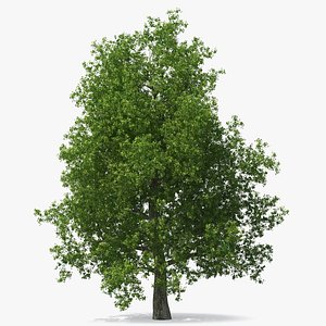 Realistic Poplar Tree