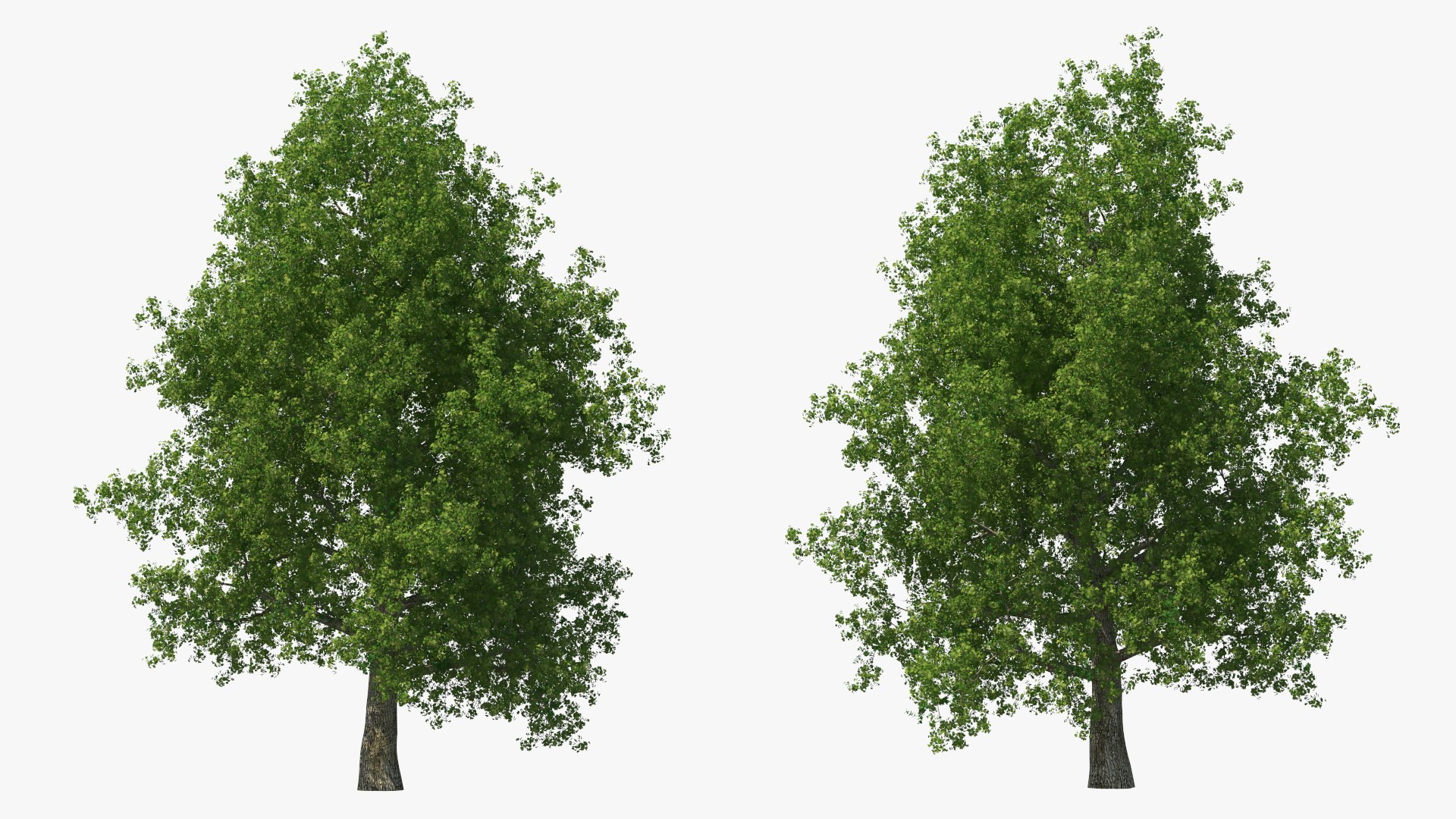 Realistic Poplar Tree 3D Model - TurboSquid 2237050