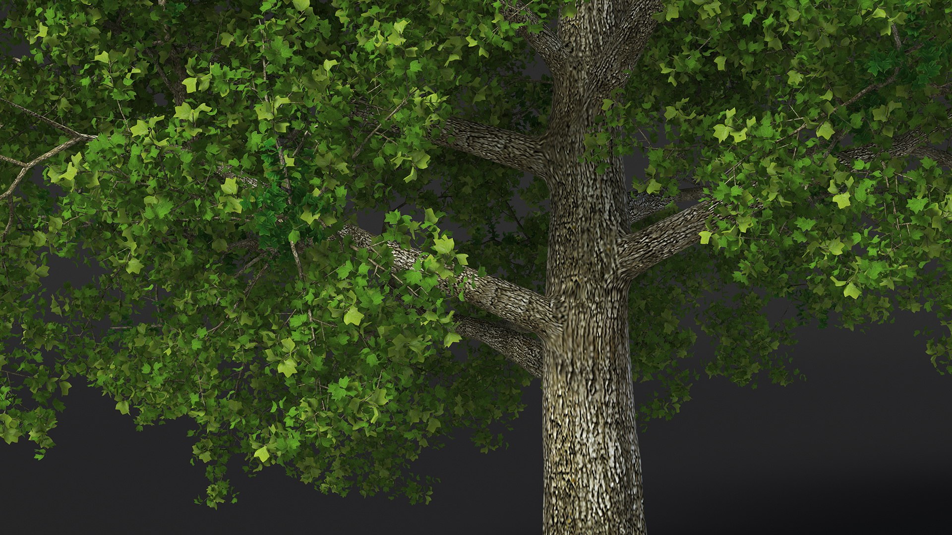 Realistic Poplar Tree 3D Model - TurboSquid 2237050