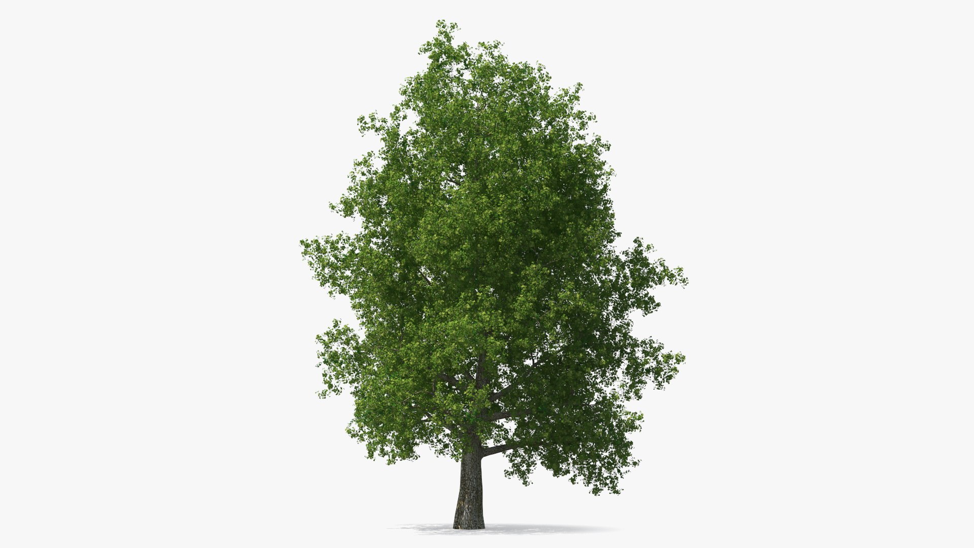 Realistic Poplar Tree 3D Model - TurboSquid 2237050
