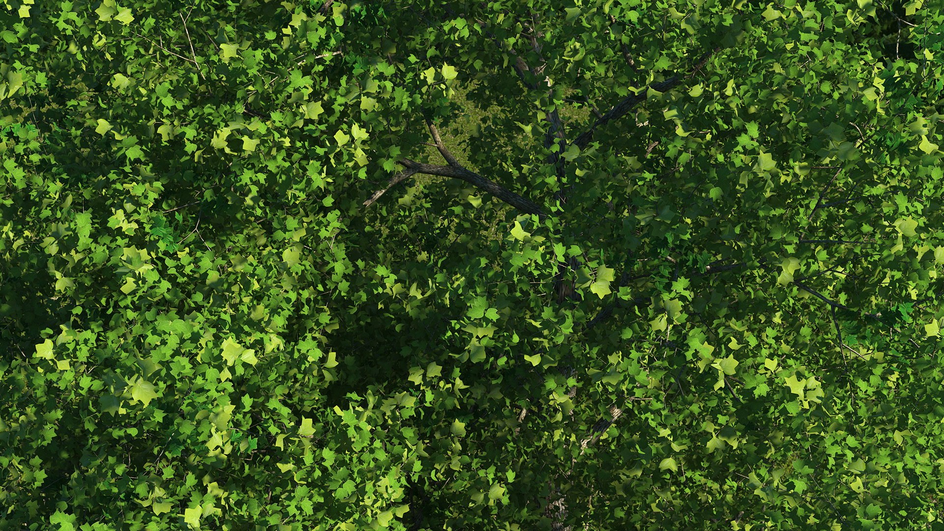 Realistic Poplar Tree 3D Model - TurboSquid 2237050