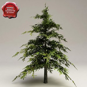 Low-Poly Fir Tree