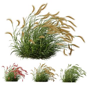 HQ Plants Hordeum Jubatum Foxtail Barley Ornementale Orge Version03 Windy 3D model