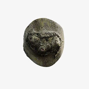 3D Anydrafts Cinnamomum japonicum Burl 03