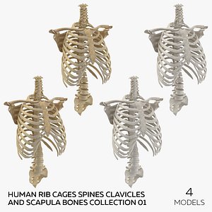 Human Rib Cages Spines Clavicles and Scapula Bones Collection 01 - 4 models