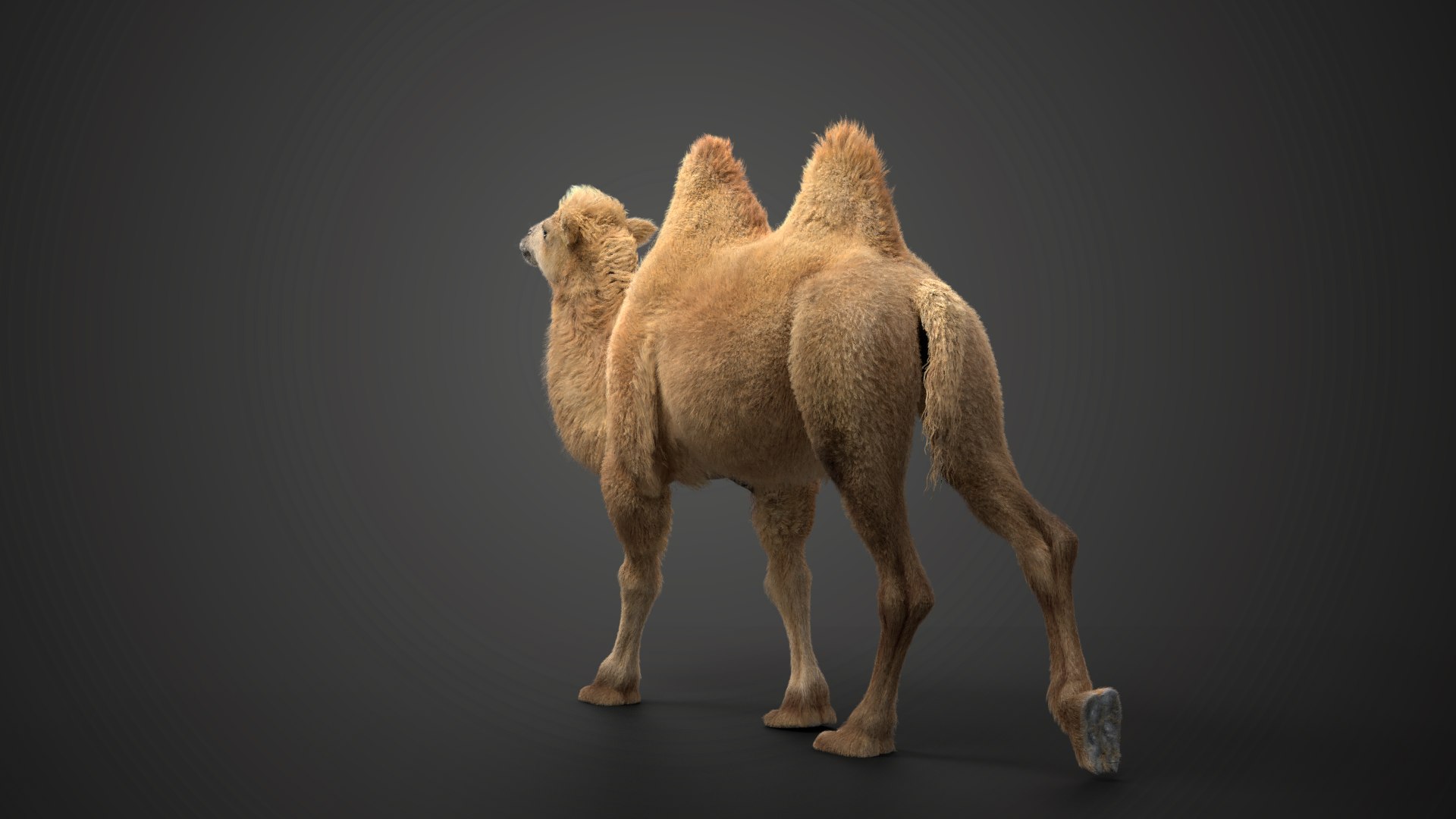 Bactrian Camel Animated 3D model https://p.turbosquid.com/ts-thumb/Kg/uGZ8dv/9n/ju0l506a1_bactriancamel_effectmap06/png/1653784575/1920x1080/fit_q87/72f4ff84040c80622829bcfd47bbbdc148908c49/ju0l506a1_bactriancamel_effectmap06.jpg
