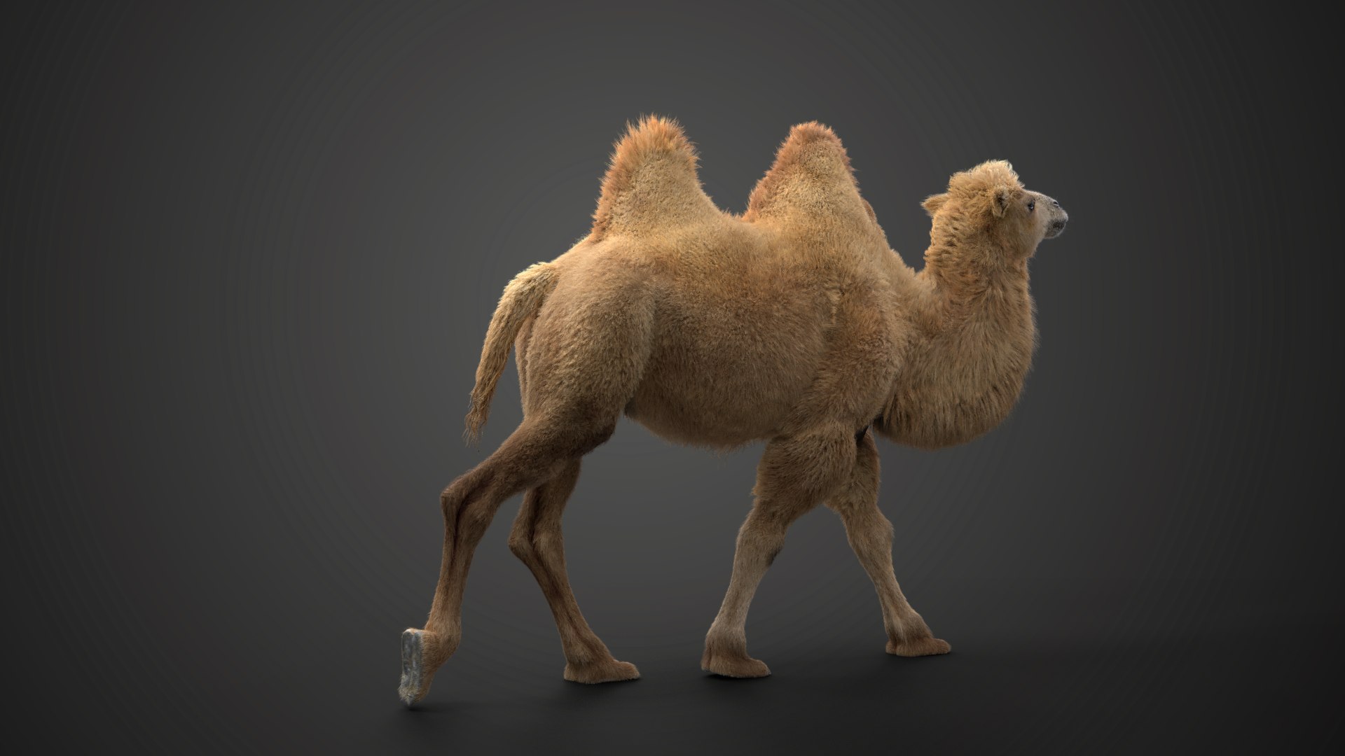 Bactrian Camel Animated 3D model https://p.turbosquid.com/ts-thumb/Kg/uGZ8dv/Jw/ju0l506a1_bactriancamel_effectmap03/png/1653784564/1920x1080/fit_q87/58702bc83ee32e558b01fc8885dfb52c8611ad5f/ju0l506a1_bactriancamel_effectmap03.jpg