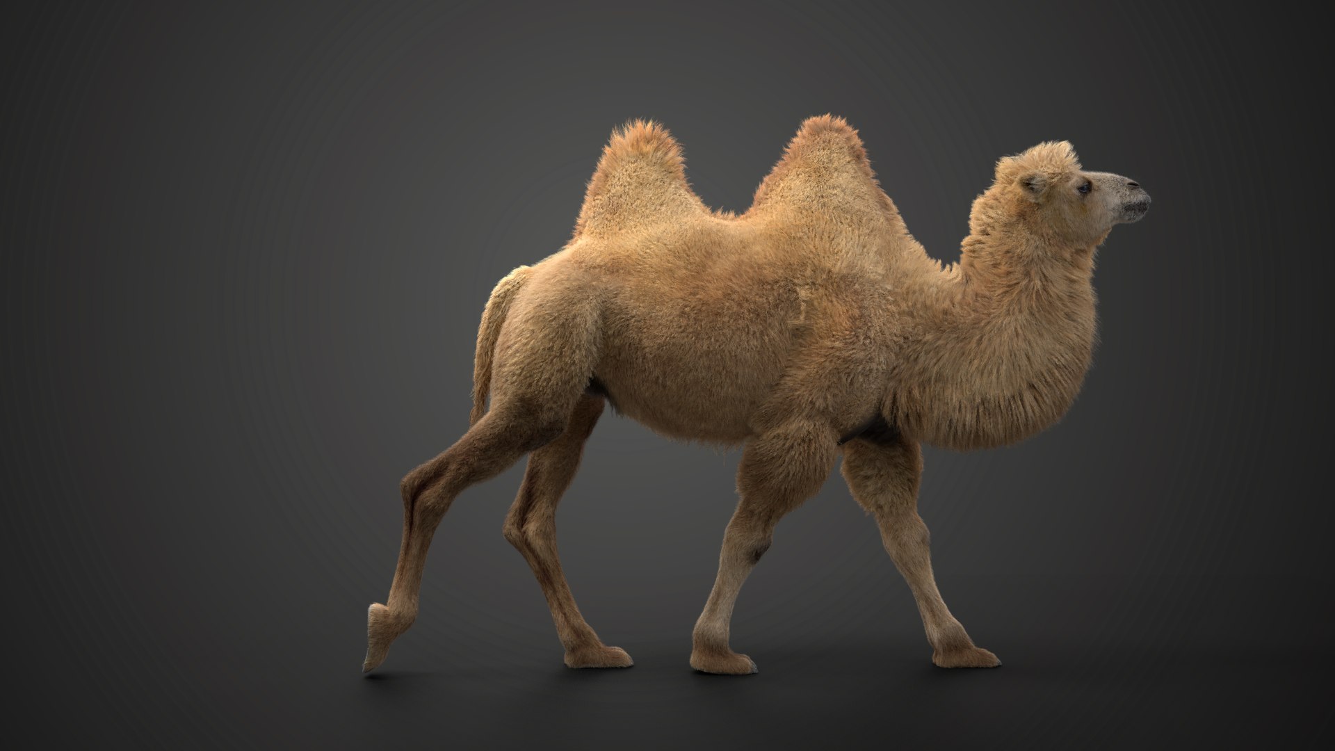 Bactrian Camel Animated 3D model https://p.turbosquid.com/ts-thumb/Kg/uGZ8dv/Va/ju0l506a1_bactriancamel_effectmap02/png/1653784560/1920x1080/fit_q87/88fe0ac719487777cd325026f6a4965c6c544fe7/ju0l506a1_bactriancamel_effectmap02.jpg