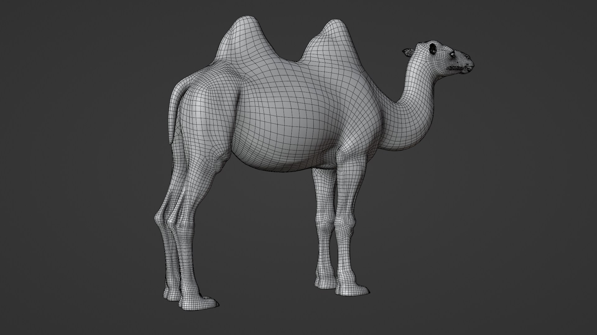 Bactrian Camel Animated 3D model https://p.turbosquid.com/ts-thumb/Kg/uGZ8dv/fn/ju0l506a1_bactriancamel_wire02/png/1653784591/1920x1080/fit_q87/4969703e71dca56220a6aa8b6178e616bb52a25e/ju0l506a1_bactriancamel_wire02.jpg