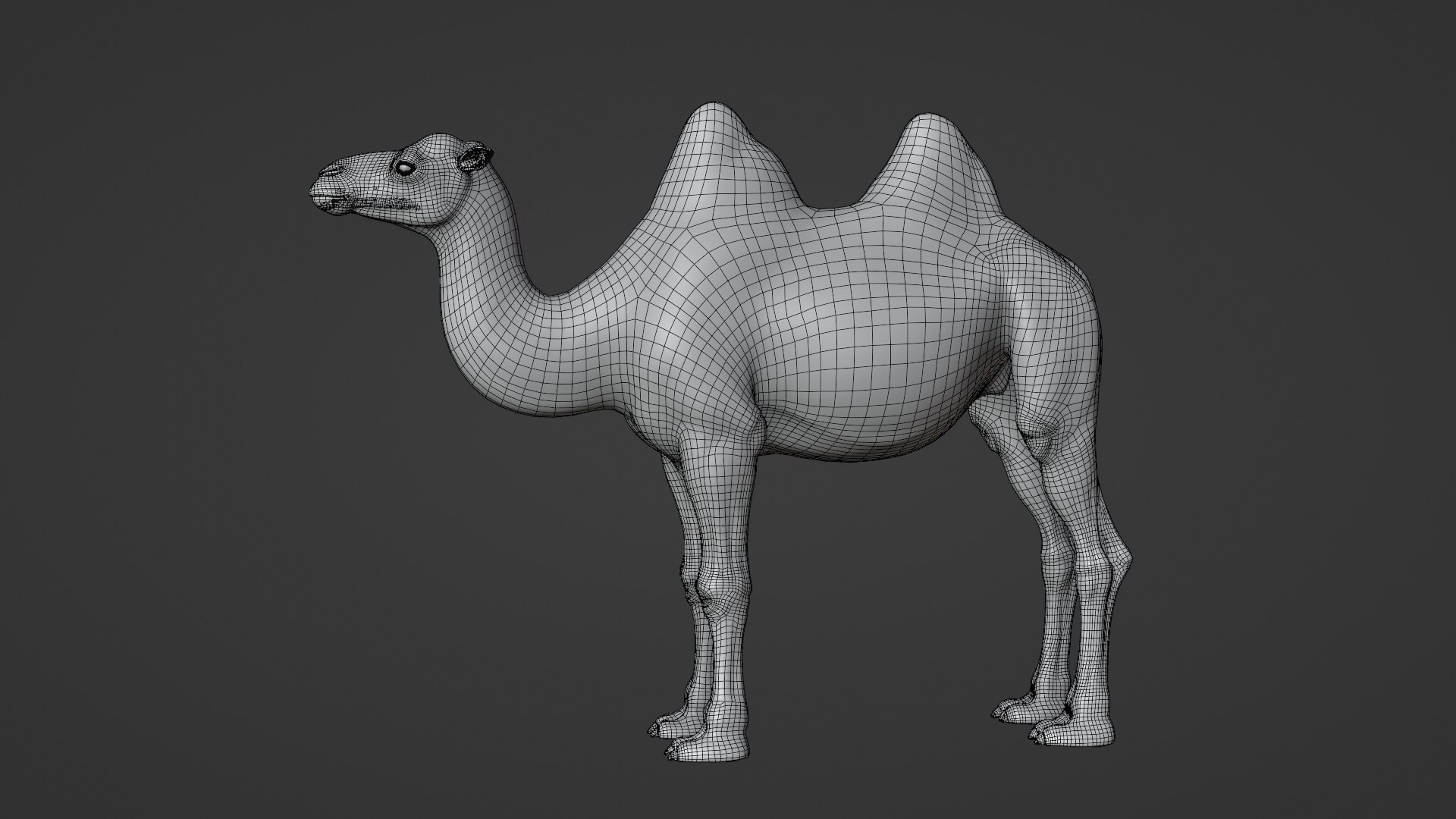 Bactrian Camel Animated 3D model https://p.turbosquid.com/ts-thumb/Kg/uGZ8dv/sd/ju0l506a1_bactriancamel_wire01/png/1653784593/1920x1080/fit_q87/06d65a0d6477144d18934a27d712ef5c7a2fa051/ju0l506a1_bactriancamel_wire01.jpg