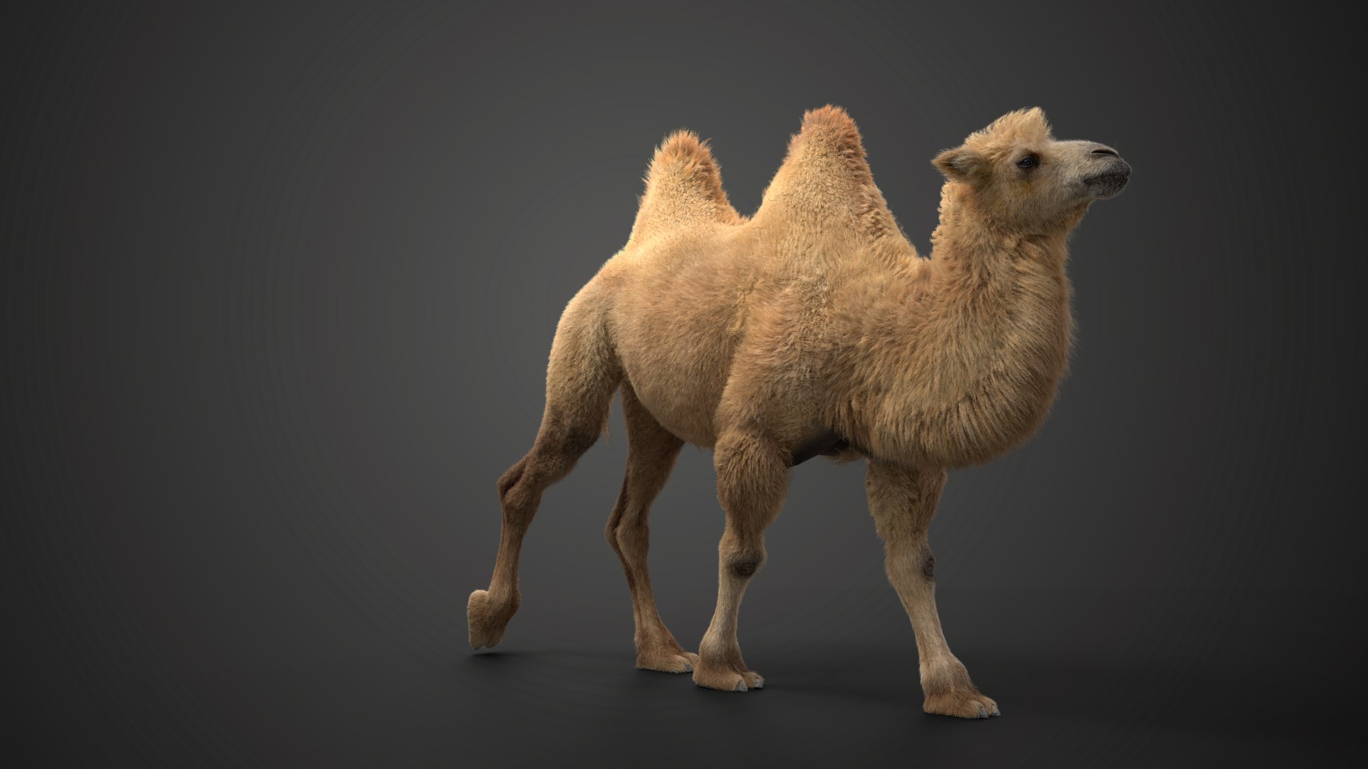 Bactrian Camel Animated 3D model https://p.turbosquid.com/ts-thumb/Kg/uGZ8dv/xO/ju0l506a1_bactriancamel_effectmap04/png/1653784569/1920x1080/fit_q87/68f1c5f3b5f28eb96d9f9972b5603f6d3a52f540/ju0l506a1_bactriancamel_effectmap04.jpg