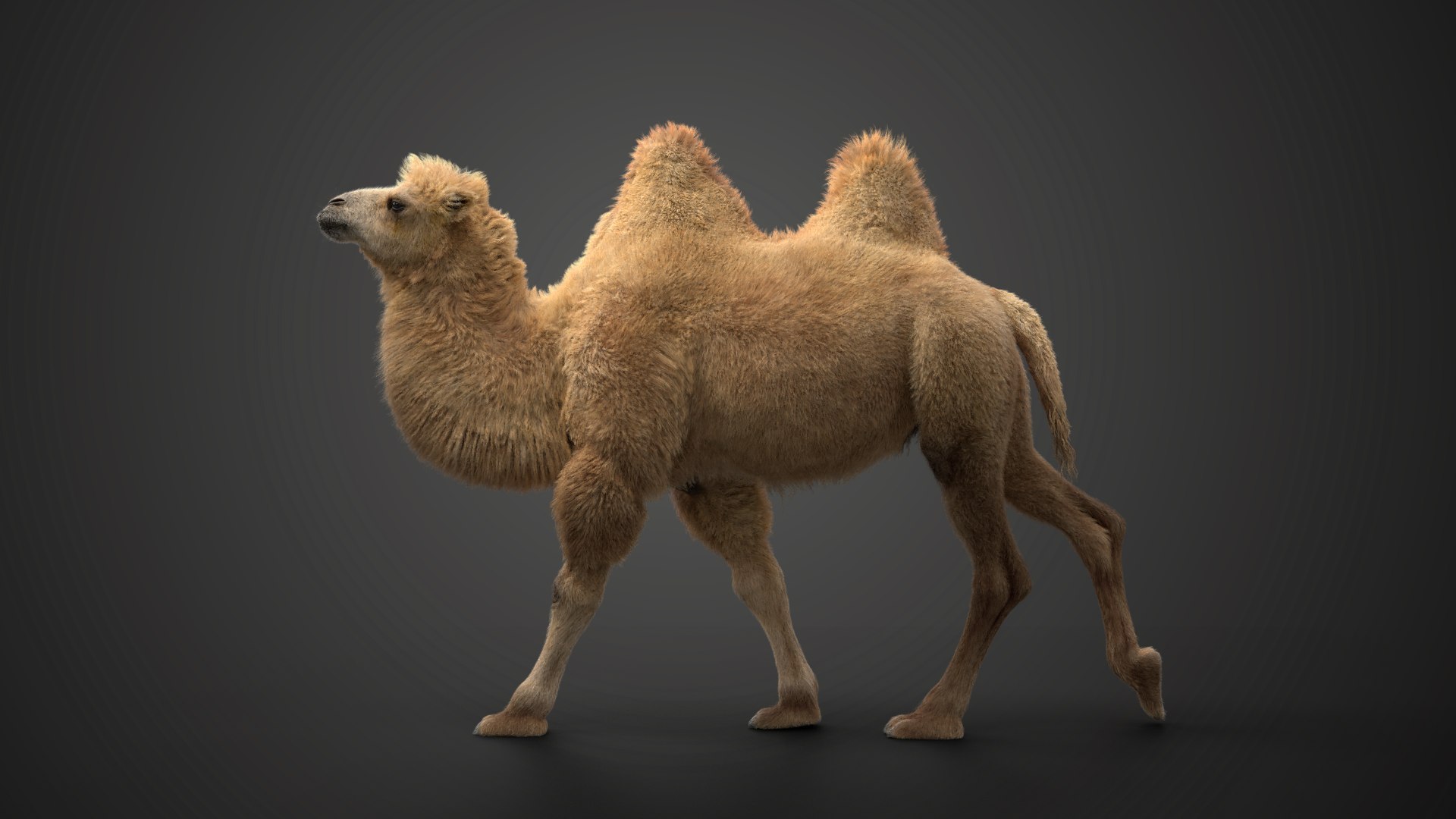 Bactrian Camel Animated 3D model https://p.turbosquid.com/ts-thumb/Kg/uGZ8dv/zO/ju0l506a1_bactriancamel_effectmap01/png/1653784559/1920x1080/fit_q87/4fc51b590a2336753942e228097711b2277c83e8/ju0l506a1_bactriancamel_effectmap01.jpg