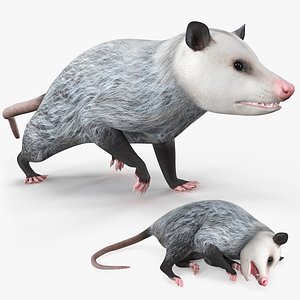 Opossum Walk and Dead Animated Rigged